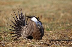 Gunnison Sage-Grouse